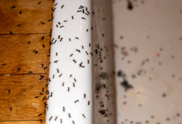 Best Best Pest Control Companies  in Adelphi, MD