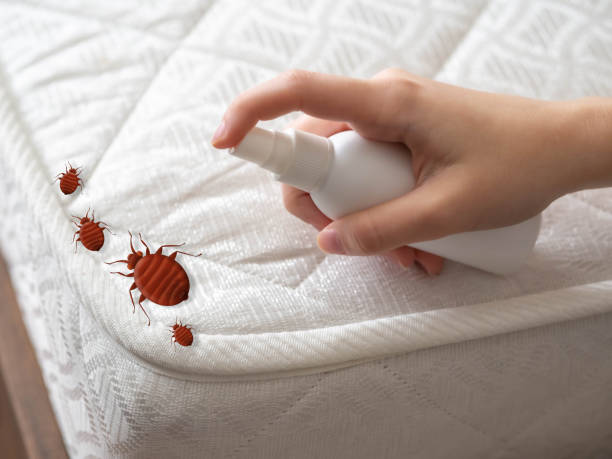 Best Affordable Pest Control Services  in Adelphi, MD