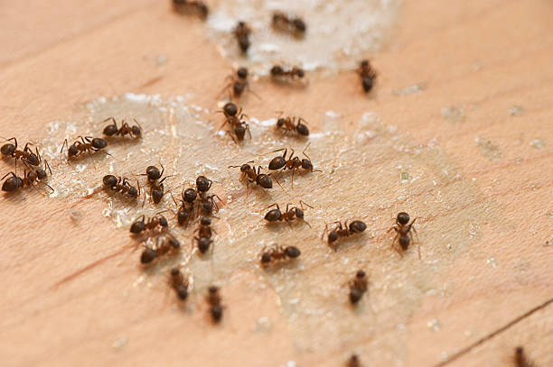 Best Affordable Pest Control Services  in Adelphi, MD