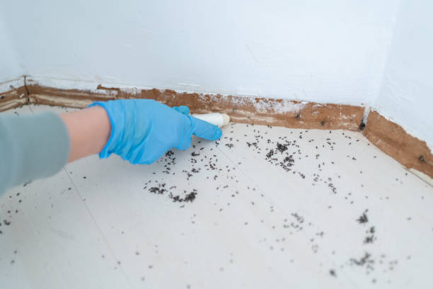 Best Residential Pest Control  in Adelphi, MD